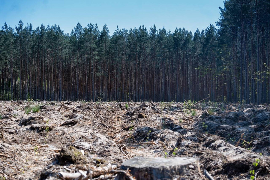 O co chodzi z olejem palmowym i dlaczego budzi kontrowersje?