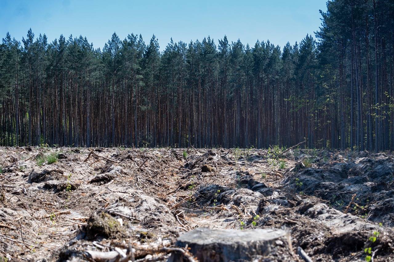 O co chodzi z olejem palmowym i dlaczego budzi kontrowersje?